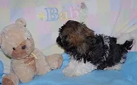 BuckaRoo, a male Havanese for sale in Alma, NE – 3 of 4