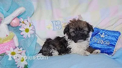 JELLY BEAN – Havanese puppy for sale in Alma, NE