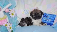 JELLY BEAN, a male Havanese for sale in Alma, NE – Photo 1 of 2