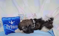 JELLY BEAN, a male Havanese for sale in Alma, NE – Photo 2 of 2