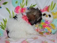 AKC PEACHES, a female Havanese for sale in Alma, NE – 2 of 4