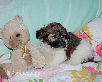 BILLY – Havanese puppy for sale in Alma, NE