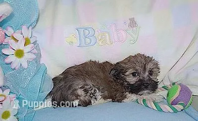CADBURY – Havanese puppy for sale in Alma, NE