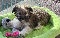 CADBURY, a male Havanese for sale in Alma, NE – 3 of 3