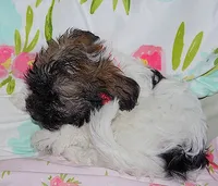 AKC PEACHES, a female Havanese for sale in Alma, NE – 3 of 4