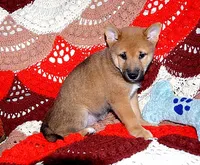 AKC FOXY BLUE BOY, a male Shiba Inu for sale in Alma, NE – 3 of 4