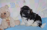 BuckaRoo, a male Havanese for sale in Alma, NE – 2 of 4