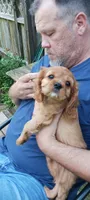 Jake, a male Cavalier King Charles Spaniel for sale in Lapeer, MI – 3 of 10
