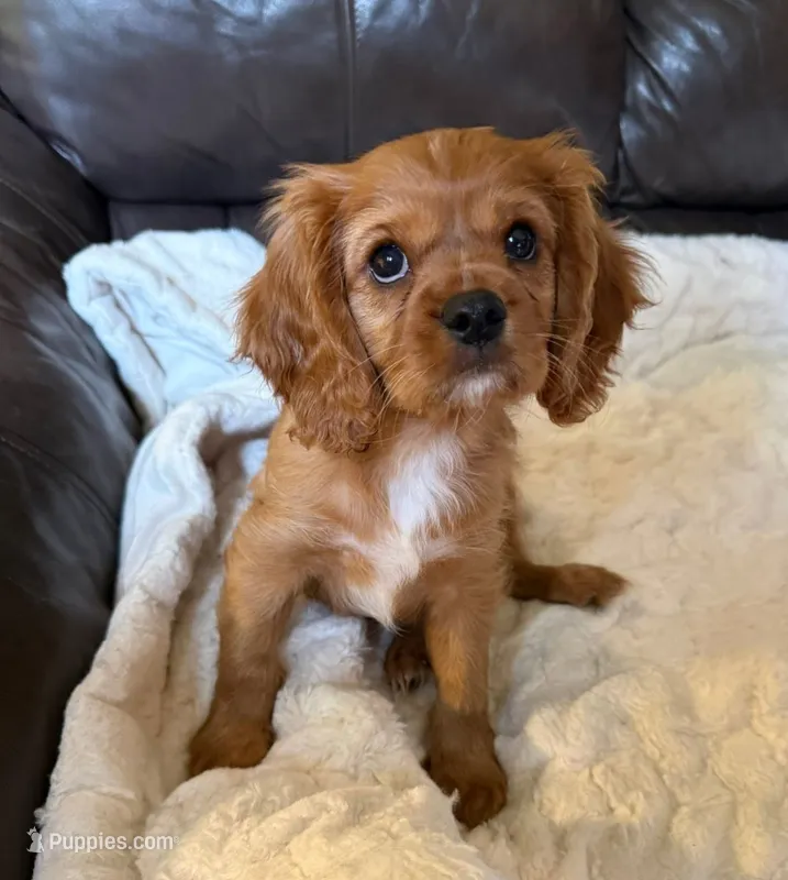 Jake – Cavalier King Charles Spaniel puppy for sale in Lapeer, MI
