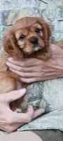 Jake, a male Cavalier King Charles Spaniel for sale in Lapeer, MI – 10 of 10