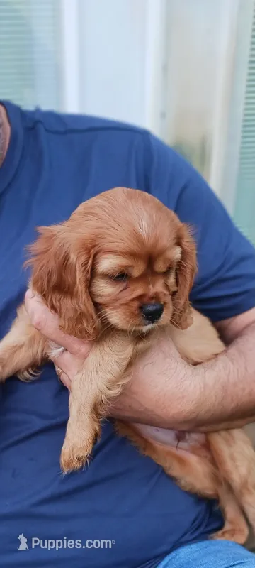 Jake – Cavalier King Charles Spaniel puppy for sale in Lapeer, MI