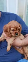 Jake, a male Cavalier King Charles Spaniel for sale in Lapeer, MI – 1 of 10