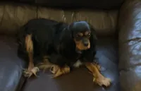 Jake, a male Cavalier King Charles Spaniel for sale in Lapeer, MI – 7 of 10