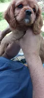 Jake, a male Cavalier King Charles Spaniel for sale in Lapeer, MI – 8 of 10