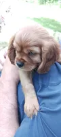 Jake, a male Cavalier King Charles Spaniel for sale in Lapeer, MI – 2 of 10