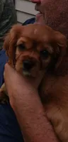 Jake, a male Cavalier King Charles Spaniel for sale in Lapeer, MI – 4 of 10