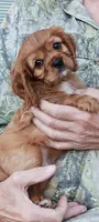 Jake, a male Cavalier King Charles Spaniel for sale in Lapeer, MI – 9 of 10