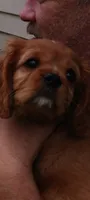 Jake, a male Cavalier King Charles Spaniel for sale in Lapeer, MI – 5 of 10