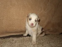 Solene, a female Australian Shepherd for sale in Madera, CA – 1 of 4