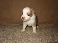 Mia, a female Australian Shepherd for sale in Madera, CA – 2 of 4