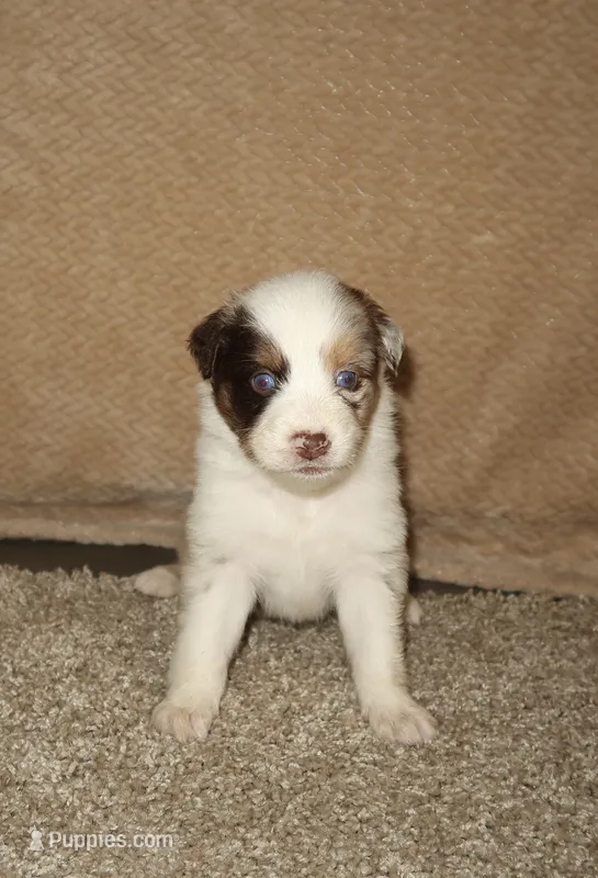 Sparrow – Australian Shepherd puppy for sale in Madera, CA