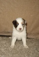 Sparrow, a male Australian Shepherd for sale in Madera, CA – 1 of 4