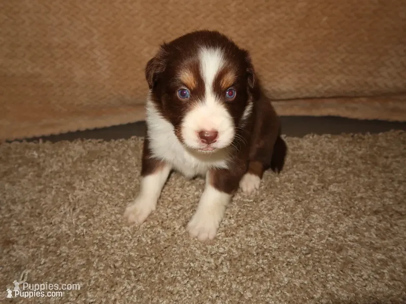 Ofelia – Australian Shepherd puppy for sale in Madera, CA
