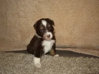 Mochi, a male Australian Shepherd for sale in Madera, CA – 4 of 4