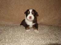 Jackson , a male Australian Shepherd for sale in Madera, CA – 4 of 4