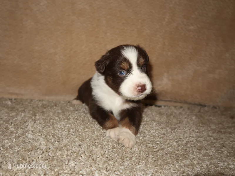 Jackson  – Australian Shepherd puppy for sale in Madera, CA