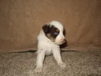 Sparrow, a male Australian Shepherd for sale in Madera, CA – 3 of 4