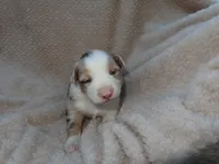 Belle, a female Australian Shepherd for sale in Madera, CA – Photo 1 of 2