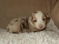 Belle, a female Australian Shepherd for sale in Madera, CA – 2 of 6