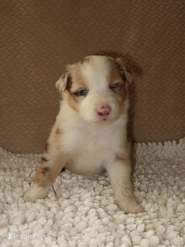 Belle – Australian Shepherd puppy for sale in Madera, CA
