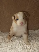 Belle, a female Australian Shepherd for sale in Madera, CA – 1 of 6
