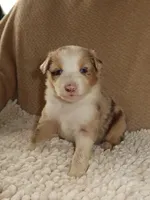 Belle, a female Australian Shepherd for sale in Madera, CA – 6 of 6