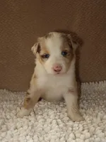 Belle, a female Australian Shepherd for sale in Madera, CA – 3 of 6