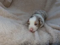 Belle, a female Australian Shepherd for sale in Madera, CA – Photo 2 of 2