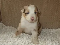 Belle, a female Australian Shepherd for sale in Madera, CA – 5 of 6