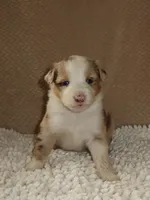 Belle, a female Australian Shepherd for sale in Madera, CA – 4 of 6