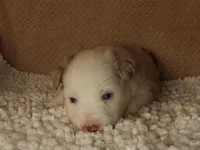 Love, a female Australian Shepherd for sale in Madera, CA – 2 of 5