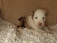 Love, a female Australian Shepherd for sale in Madera, CA – 5 of 5