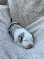 Love, a female Australian Shepherd for sale in Madera, CA – Photo 2 of 2