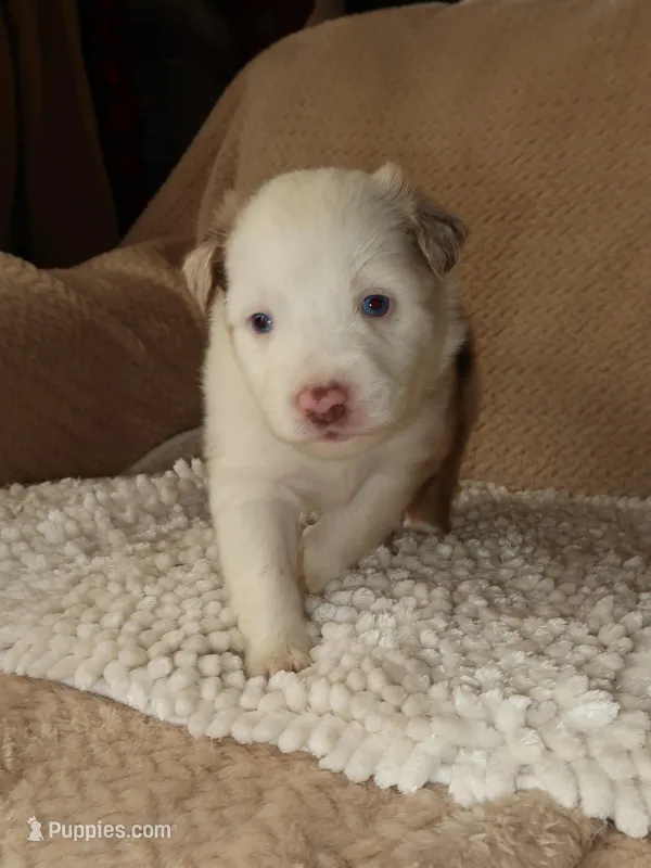 Love – Australian Shepherd puppy on hold in Madera, CA