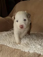 Love, a female Australian Shepherd for sale in Madera, CA – 1 of 5
