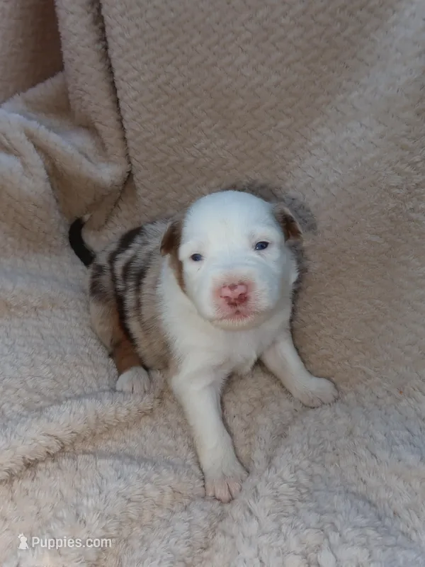 Love – Australian Shepherd puppy for sale in Madera, CA