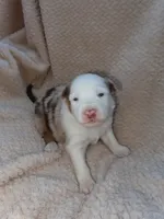 Love, a female Australian Shepherd for sale in Madera, CA – Photo 1 of 2