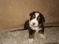 Jackson , a male Australian Shepherd for sale in Madera, CA – 3 of 4