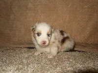 Solene, a female Australian Shepherd for sale in Madera, CA – 2 of 4