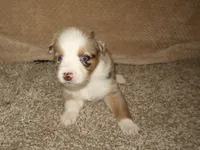 Amora, a female Australian Shepherd for sale in Madera, CA – 2 of 4